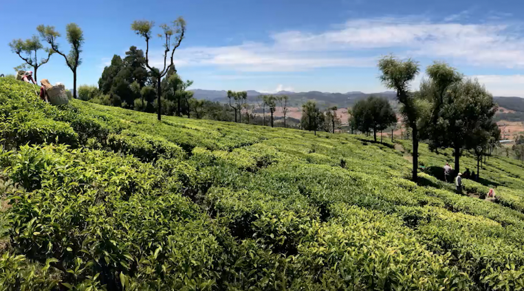 Green Tea